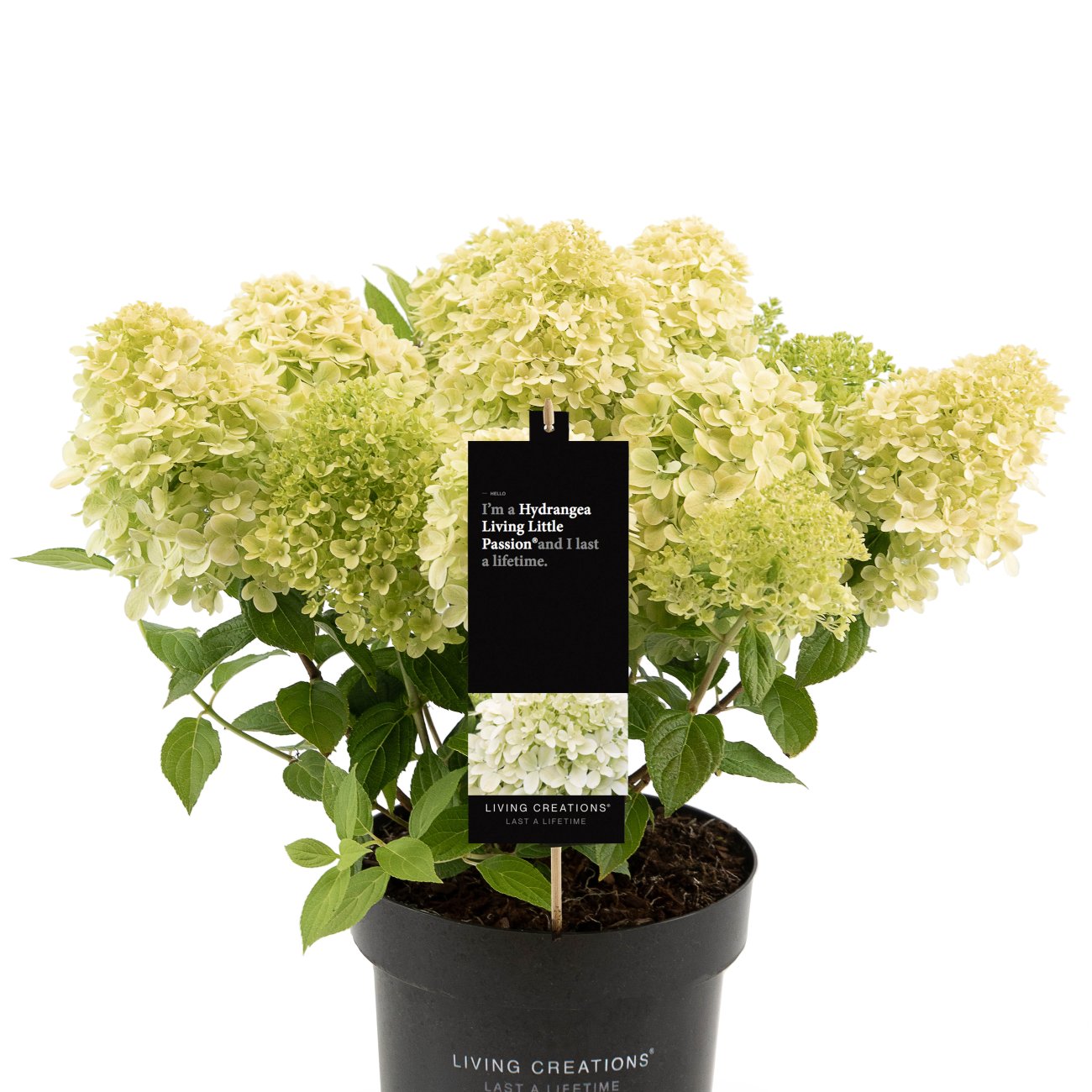 Obrázok Hortenzia metlinatá (Hydrangea paniculata) ´LIVING LITTLE PASSION´® by LIVING CREATIONS® výška 20-30 cm, kont. C1,5L